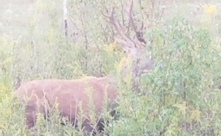 Elk in Gregg County
